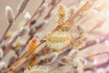 Willow branch with catkins