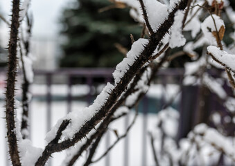 first snow on bushes and trees with red berries