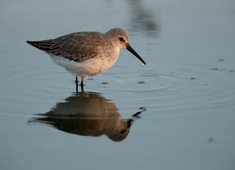 Dunlin with dramatic reflection at Asker Marsh, Bahrain