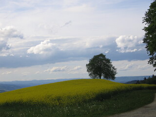beautiful old tree on a rapeseed field in springtime in switzerland with sunny cloudy sky