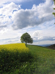 beautiful old tree on a rapeseed field in springtime with sunny cloudy sky