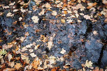 Yellow oak leaves in a stream. Water. Autumn, lake, fallen leaves.