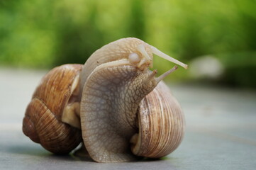 snail sex, two snails making love