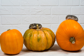 Two little Dzungarian hamsters sit on an orange pumpkin.