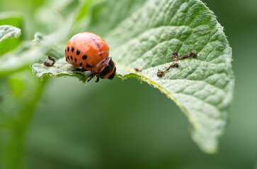 Colorado beetle (Leptinotarsa decemlineata) larva eating leaf of potato plant. Close-up of insect pest causing huge damage to harvest in farms and gardens