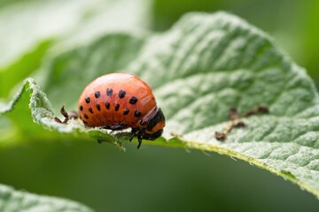 Colorado beetle (Leptinotarsa decemlineata) larva eating leaf of potato plant. Close-up of insect...