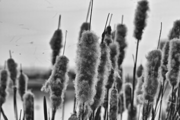 Old open bulrush, Typha latifolia, with reed near water Black & White - 394443898