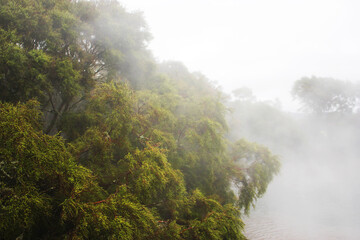 Fototapeta na wymiar green trees with fog flowing though them