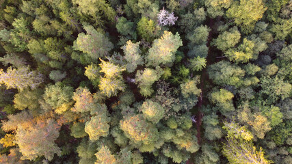 Aerial top down view of Swedish forest