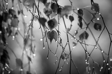 Branch of birch with raindrops - selective focus  Black & White - 394444292