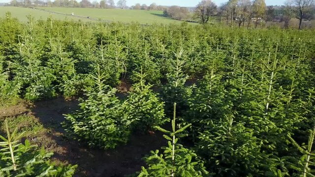 Belgique wallonie Ardenne plantation sapin Noel agriculture aerien