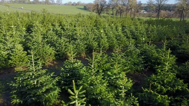 Belgique wallonie Ardenne plantation sapin Noel agriculture aerien