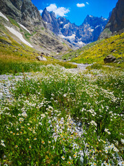 Fototapeta na wymiar white daisy flowers and green meadows, mountains and blue sky in the background, natural scenery 