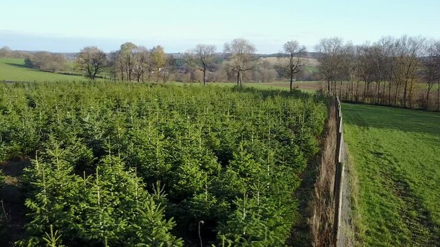 Belgique wallonie Ardenne plantation sapin Noel agriculture aerien