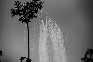 Web of a spider against sunrise in the field covered fogs Black & White - 394444834