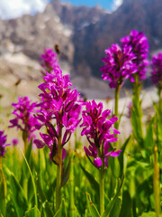 Obraz premium purple flowers in the garden