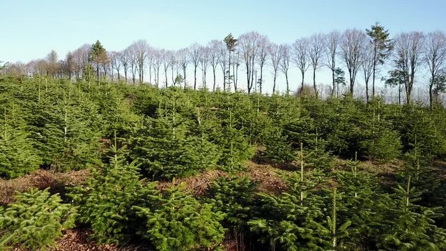 Belgique wallonie Ardenne plantation sapin Noel agriculture aerien