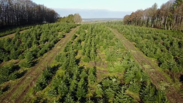 Belgique wallonie Ardenne plantation sapin Noel agriculture aerien