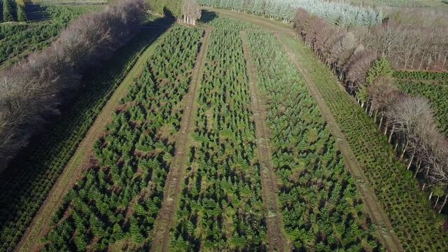 Belgique wallonie Ardenne plantation sapin Noel agriculture aerien