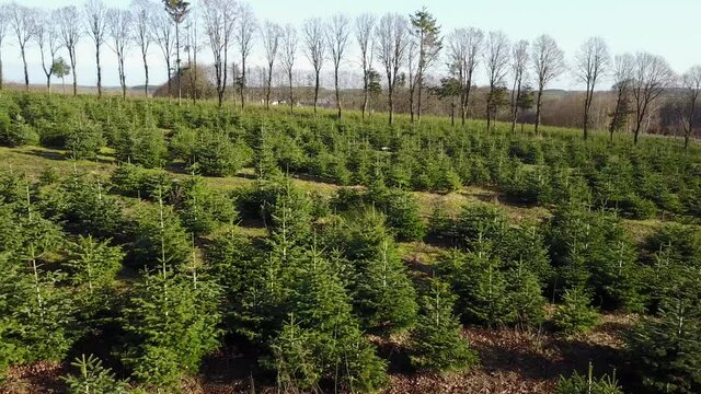 Belgique wallonie Ardenne plantation sapin Noel agriculture aerien
