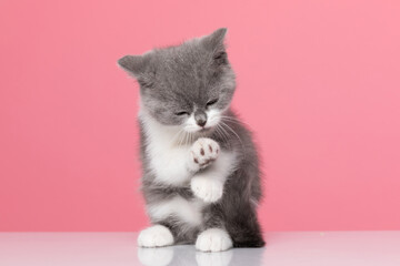 small british shorthair kitty licking and cleaning paws