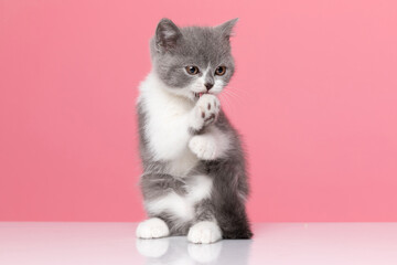 cute little white and gray cat washing itself on pink background