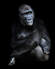 Female gorilla sitting with baby gorilla in her arms.Photograph with black background in low key