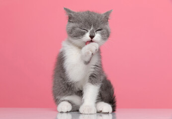 adorable little british shorthair cat licking and cleaning paws