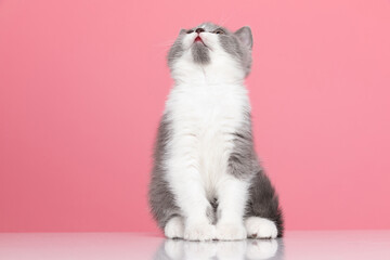 hungry little british shorthair kitty looking up and craving
