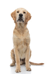 Obraz premium golden retriever dog just sitting and looking at the camera