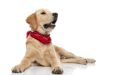 golden retriever dog looking away, panting and lying down © Viorel Sima