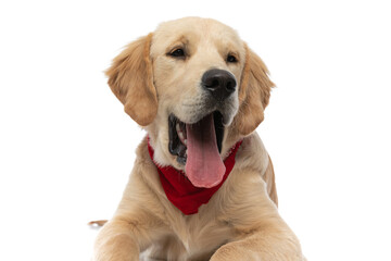 cute golden retriever dog yawning with his tongue out