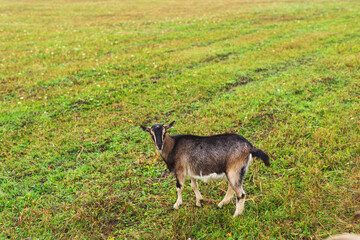 Cute shaggy domestic dairy goat grazes on the field