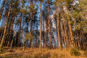 High autumn pine forest brightly lit by the sun
