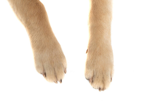 golden retriever dog showing his two legs at the camera