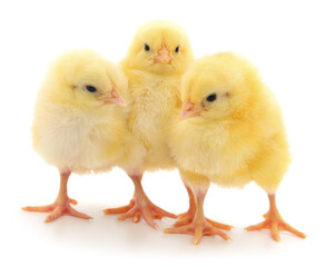 Three yellow chickens.
