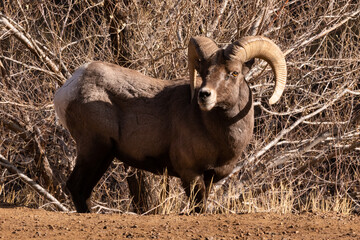 Naklejka na ściany i meble Big Horn Sheep in Waterton Canyon Colorado