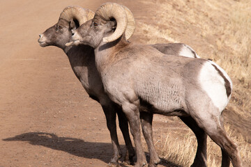 Big Horn Sheep in Waterton Canyon Colorado