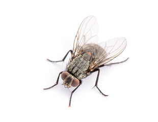 fly isolated on a white background