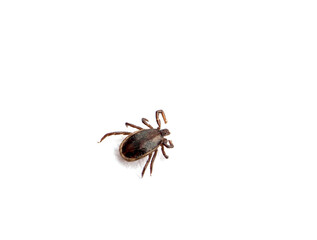 health danger - disease-carrier ticks