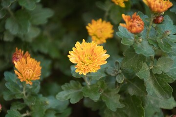 Yellow flowers