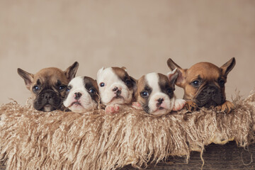 extremely beautiful group of five french bulldogs resting