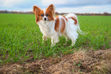 Papillon auf einem Spaziergang