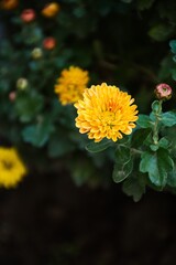Yellow flowers