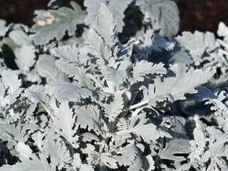 (Senecio cineraria Cirrus or Jacobaea maritima) Silver ragwort or dusty miller cultivated for its...
