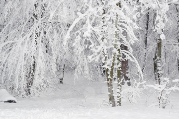 Deep snow in the park