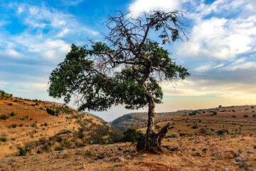 tree on mountain peak