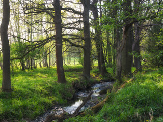 Flowing stream on the spring forest - 394447659