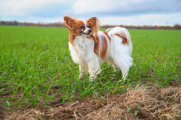 Papillon auf einem Spaziergang