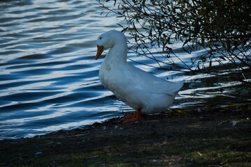 
white goose